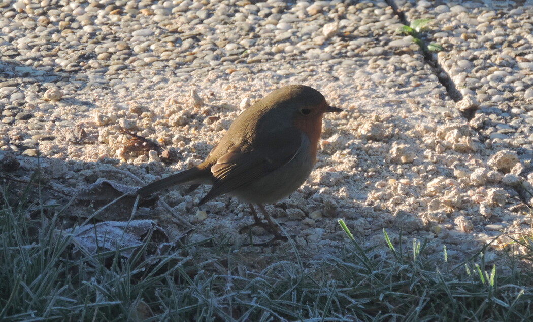 les oiseaux viennent manger ...