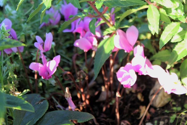 cyclamens 'Silver Me'