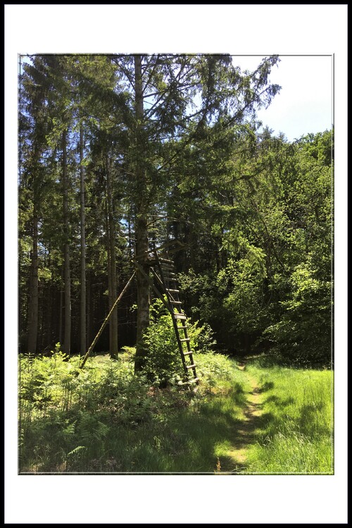 Saint-Nabord, un patrimoine naturel