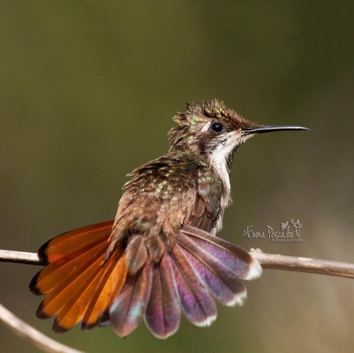 petits oiseaux jolis