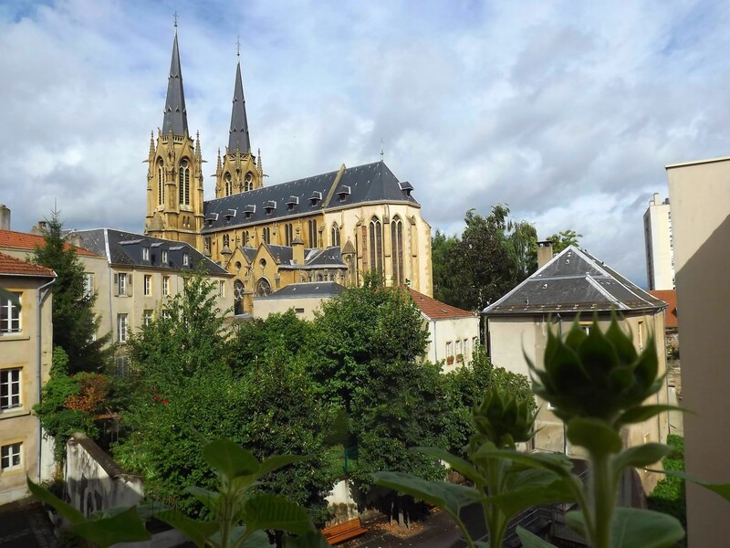 Des soleils en jardinières.