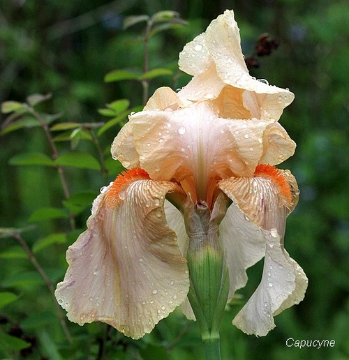 Scènes de jardin