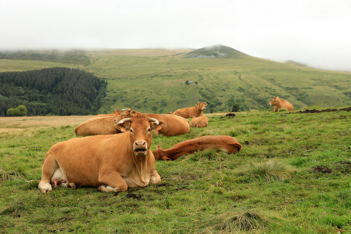 Vache sur le plateau du Guéry
