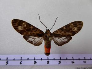 Euceron
