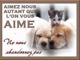 Pas de caprices chiot pour Noel s'il vous plait !!!!