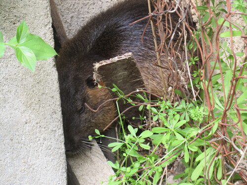 c'était hier dans mon jardin