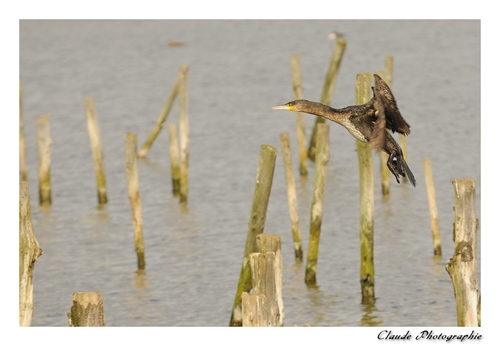 Le Grand Cormoran