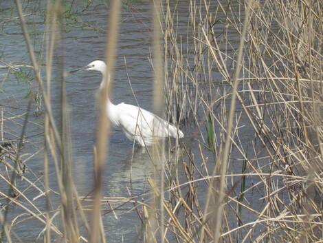 LE PARC ORNITHOLOGIQUE DE PONT DE GAU . SAINTES-MARIE-DE-LA-MER .  Deuxième partie .