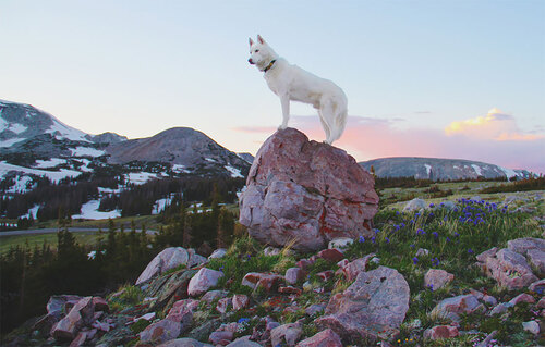 beau loup blanc