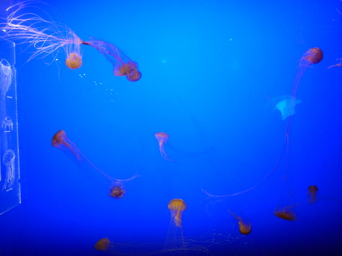 aquarium de la Rochelle