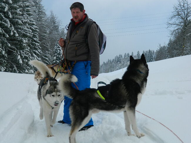 Chiens des glaces, chiens des neiges