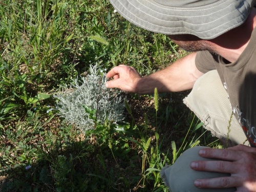 Un botaniste à Villemervry