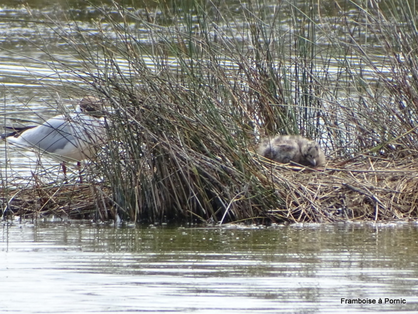 Nurserie Polder Sébastopol  Noirmoutier juin 2018