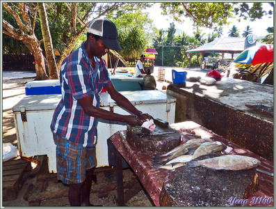Les dépeceurs de poissons - Anse Royale - Mahé - Seychelles