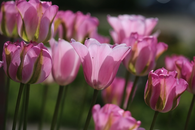 Tulipes de la Roseraie 2022 : Groenland et Rosalie