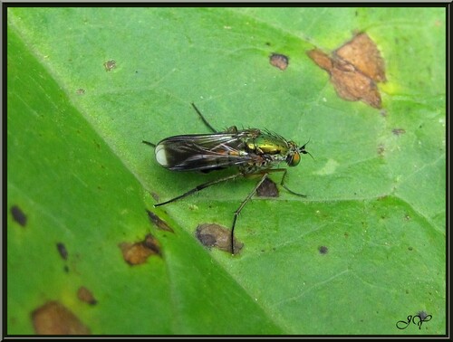 Mouche aux ailes blanches