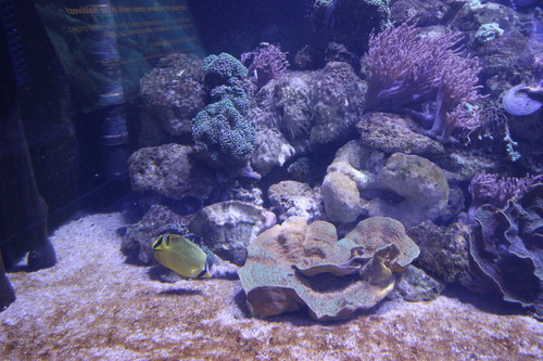 Nausicaa, l'aquarium de Boulogne-sur-Mer (62)