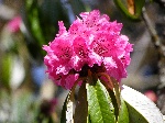 Rhododendron - Fleur