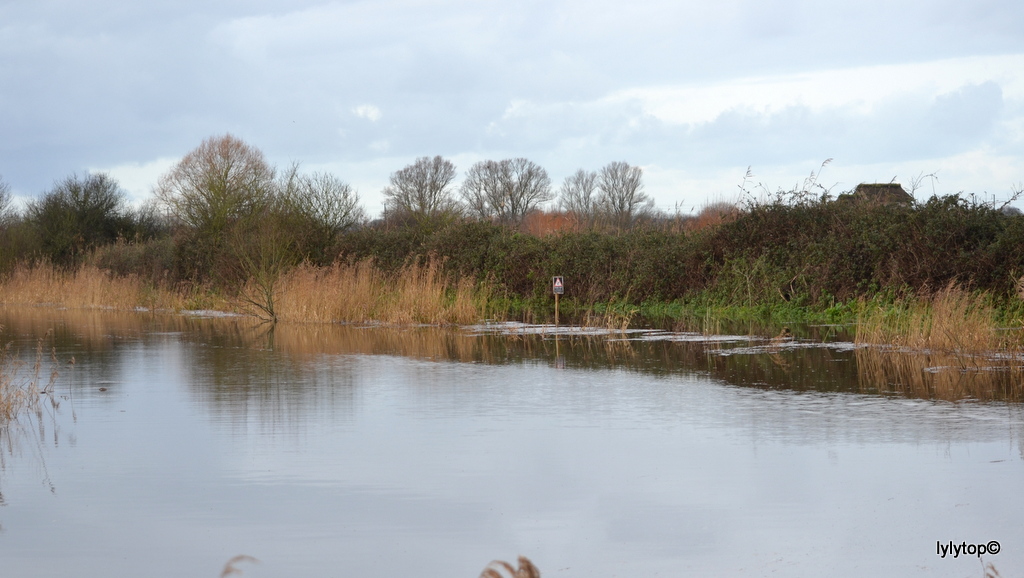 Le marais de Carentan (4)