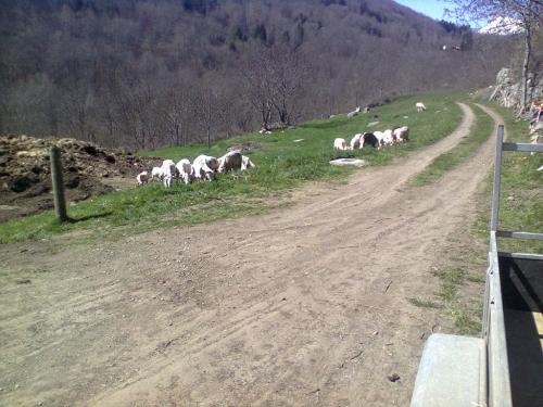 La tonte