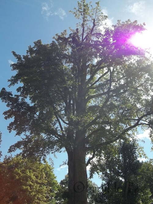 Série de photographies d'Arbres, Septembre 2015.