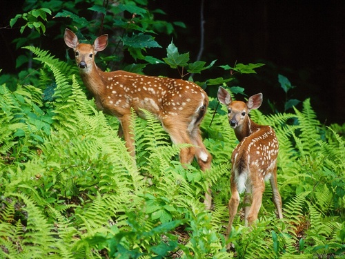 Les animaux de la forêt...