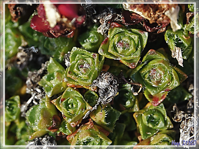 Fructification de Saxifrage à feuilles opposées, Purple saxifrage, Purple mountain saxifrage, Opposite-leafed saxifrage, Aupilattunnguat (Saxifraga oppositifolia) - Dundas Harbour - Nunavut - Canada