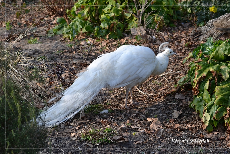 Lac Daumesnil, bois de Vincennes : le paon blanc