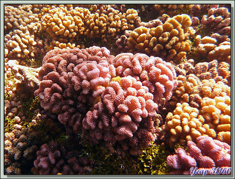 Plongée bouteille Passe Tumakohua : Corail rose - Atoll de Fakarava - Polynésie française