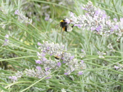 dernieres photos du jardin