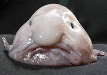 blobfish_0.jpg