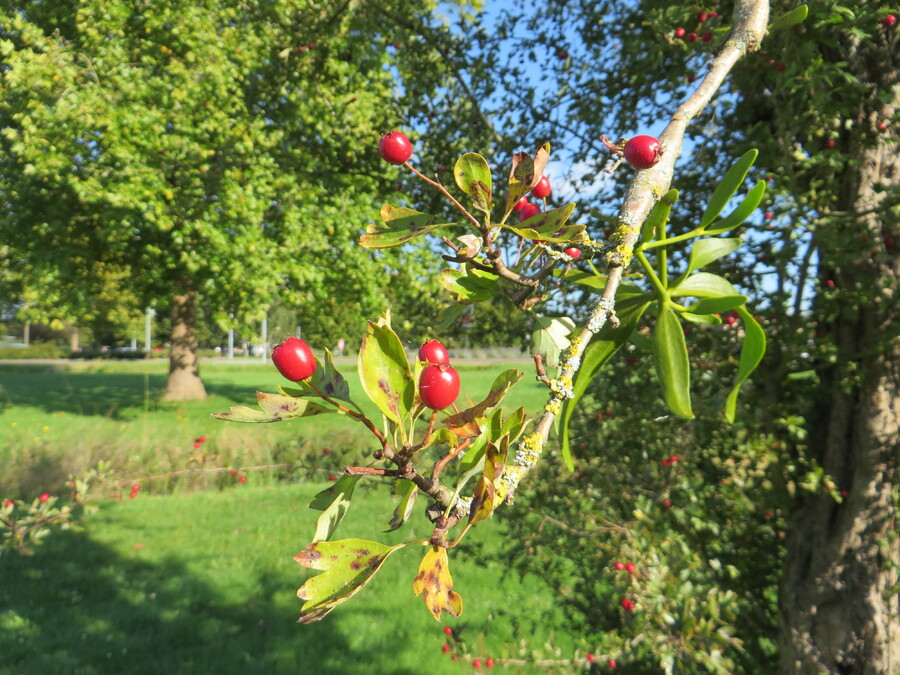 Fruits d'automne