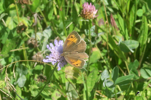 Les papillons aiment la Knautia 