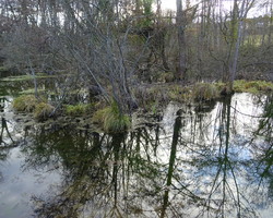 La preuve par les détours...Etang du Mouchet et Bois de l'Âne- 4...13.02.2022...