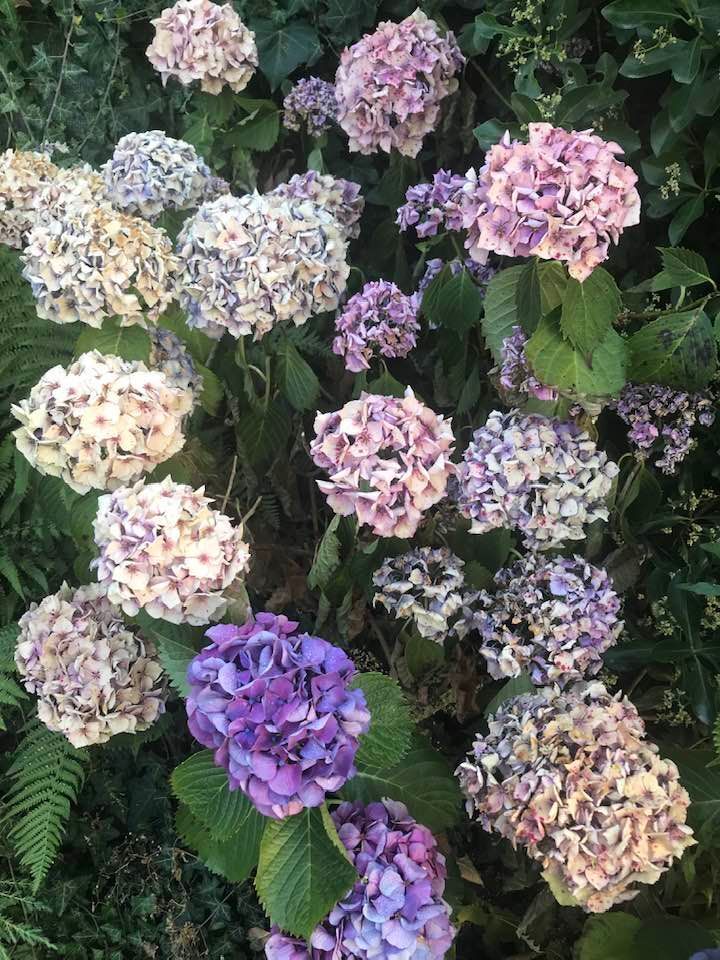 Peut être une image de fleur et plein air