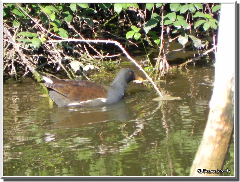 Sortie au parc ornitho du Teich