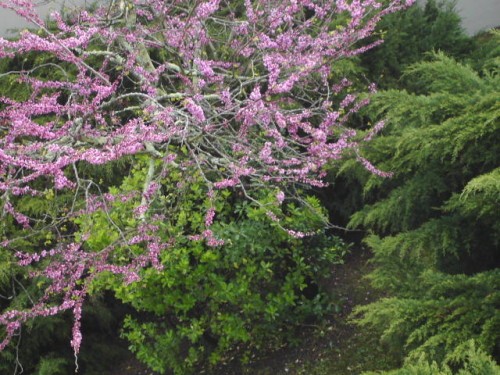 Bouquet d'arbustes