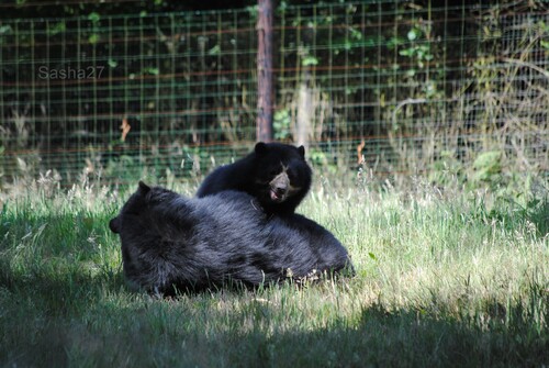 (17) L'ours à lunettes.