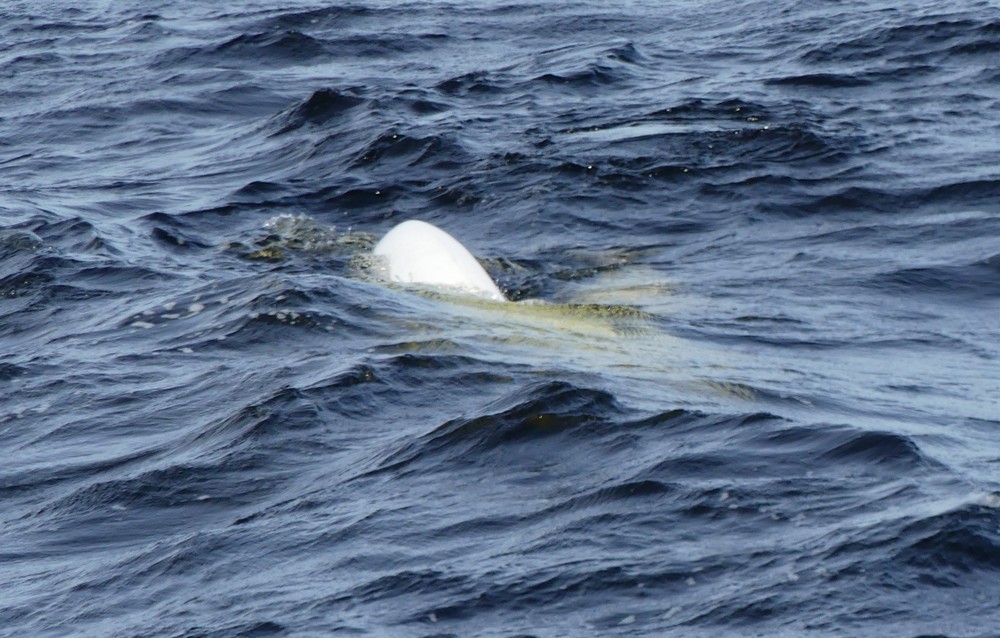 Croisière d'observation des baleines dans la baie de Tadoussac au Canada...