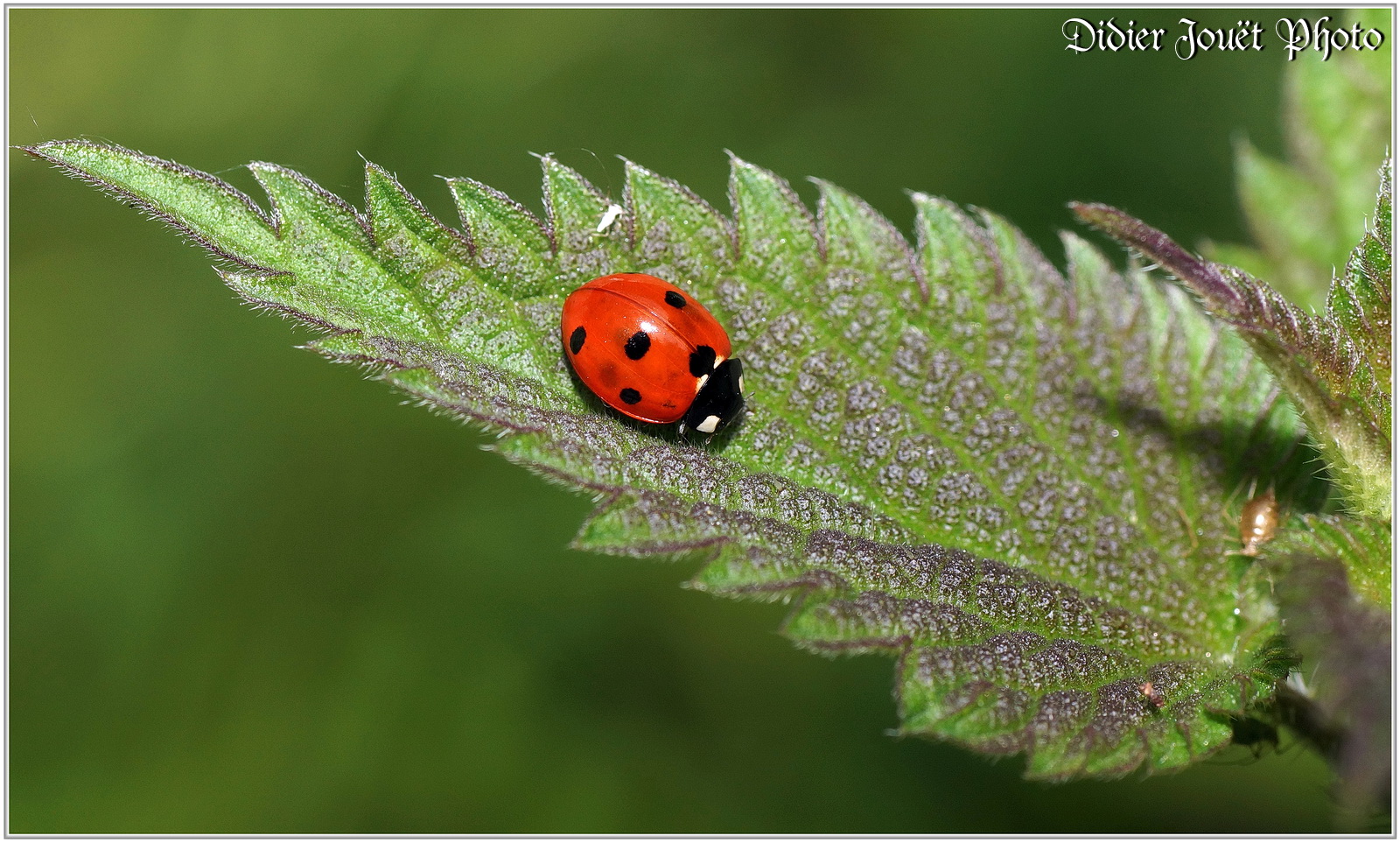 Coccinelle 7 points 1 Coccinella septempunctata Didier 85