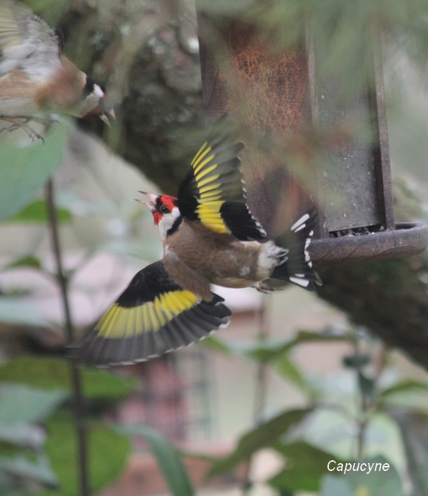 Les oiseaux du jardin en mars