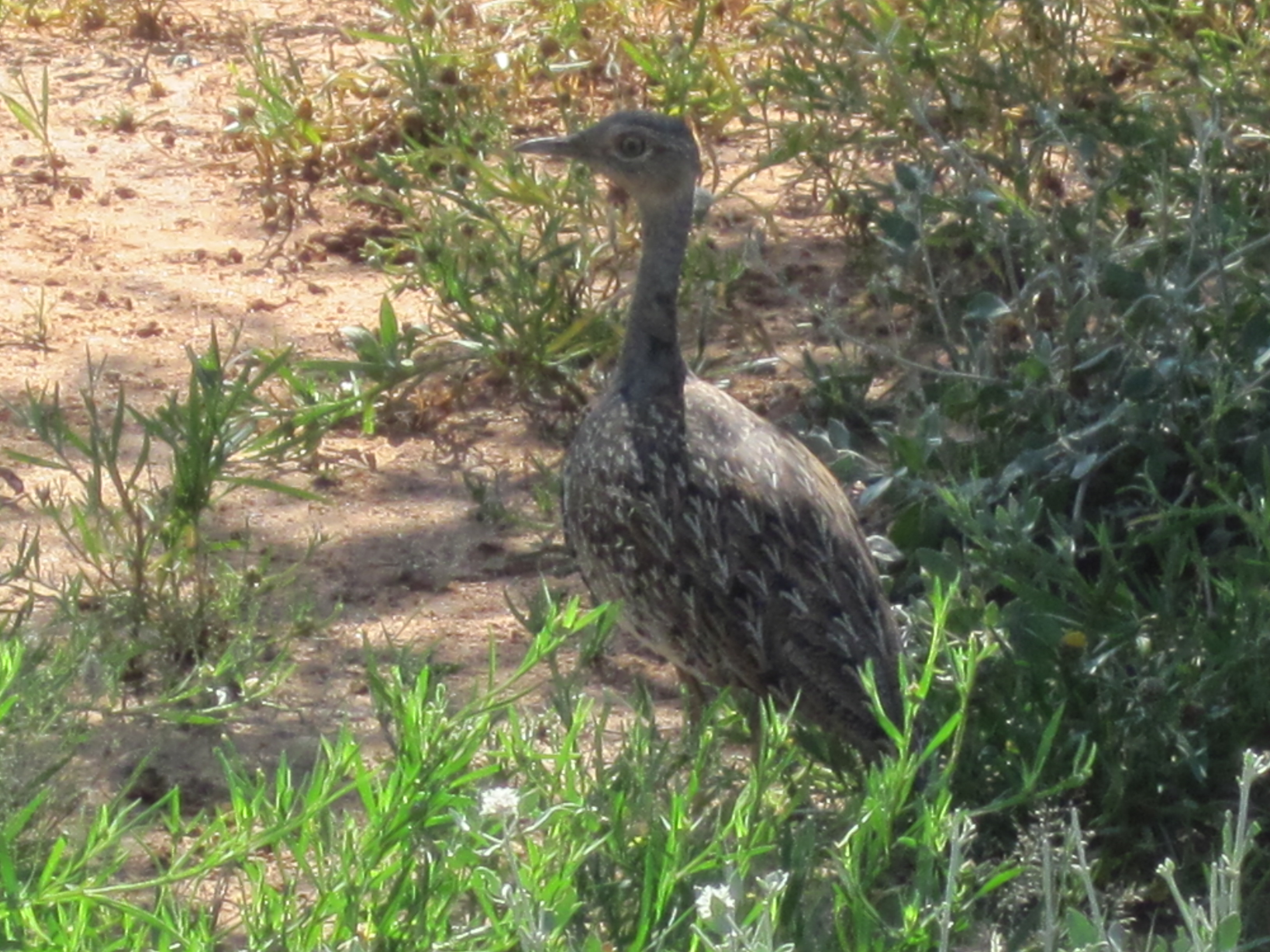 Mount Etjo Game Drive