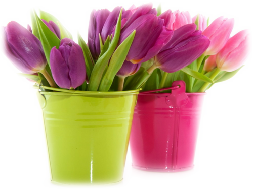 Fleurs en pots ou dans vases etc