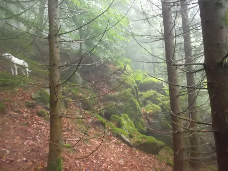 Vosges-la tête des cuveaux/le massif de Fossard