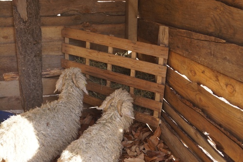 Une nouvelle cabane pour les chèvres et la brebis