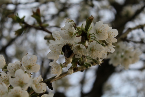 Le cerisier est en fleurs