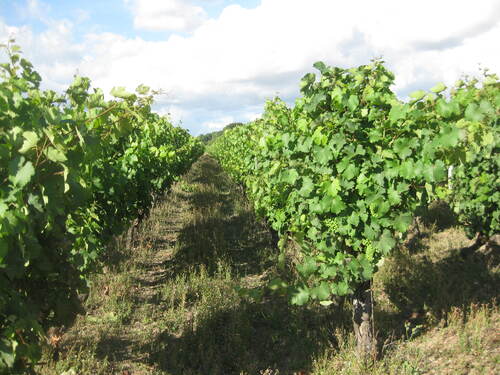 Le raisin des côteaux du Layon