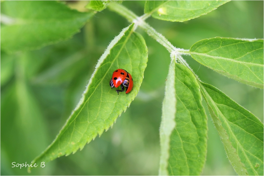 Une vie de coccinelle .