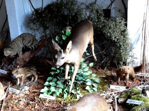 Une exposition d'animaux naturalisés à la Maison de la Forêt de Leuglay