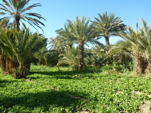 De Merzouga à Ouarzazate.